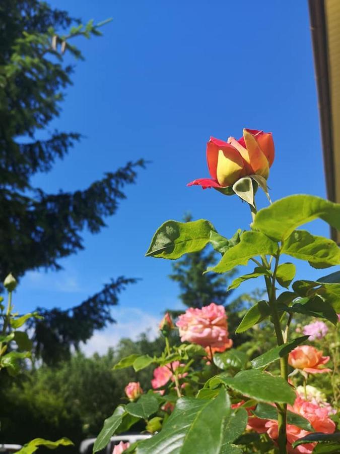 Penzion Pod Orechom Turčianske Teplice Dış mekan fotoğraf